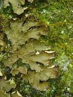 Image of Flat-fruited pelt;   Horizontal felt lichen