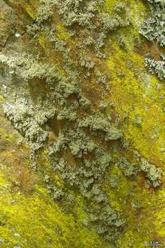 Image of intermediate cartilage lichen