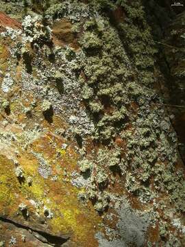 Image of intermediate cartilage lichen