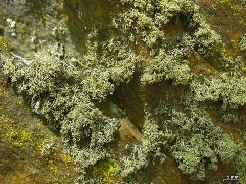 Image of intermediate cartilage lichen