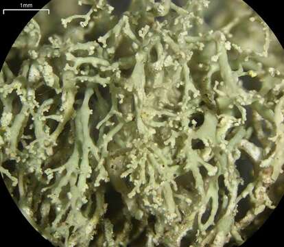 Image of intermediate cartilage lichen