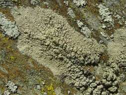 Image of Tephrolema lichens