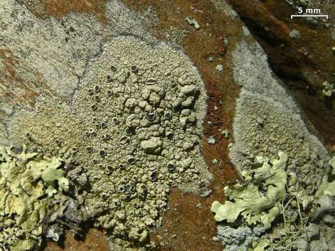 Image of Tephrolema lichens