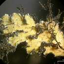 Image of obscure shield lichen