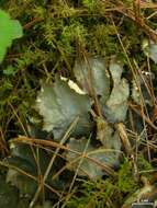 Image of Flat-fruited pelt;   Horizontal felt lichen