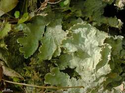 Слика од Peltigera leucophlebia (Nyl.) Gyeln.