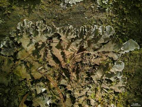 Image of felt lichen