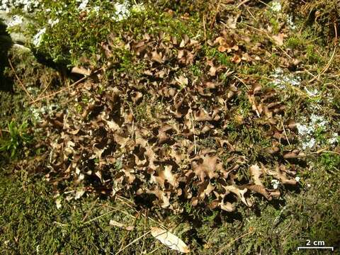 Image of spotted felt lichen