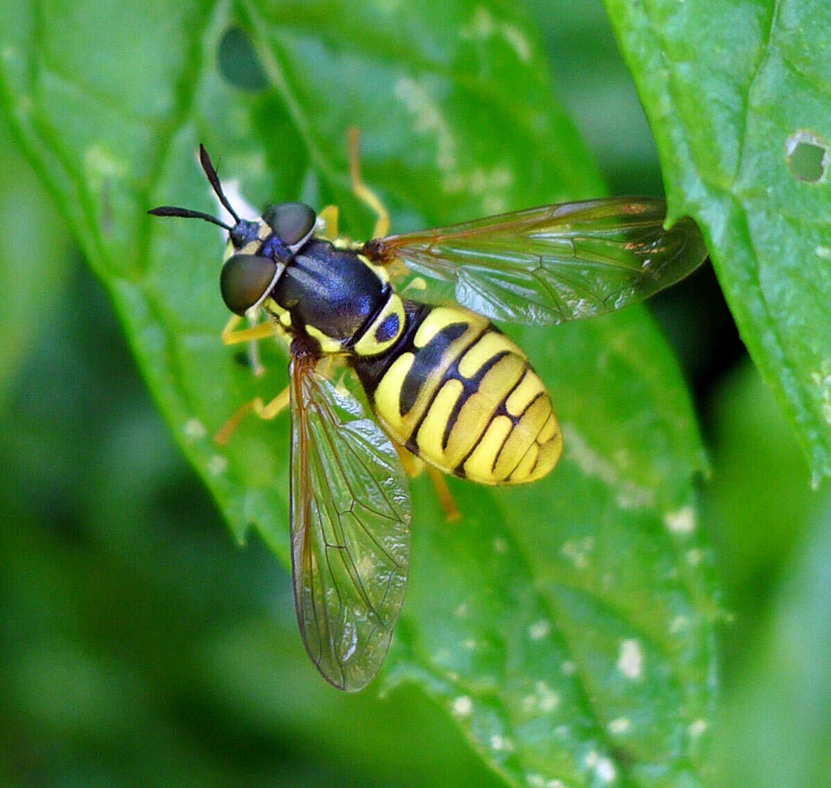 Image de Chrysotoxum verralli Collin 1940