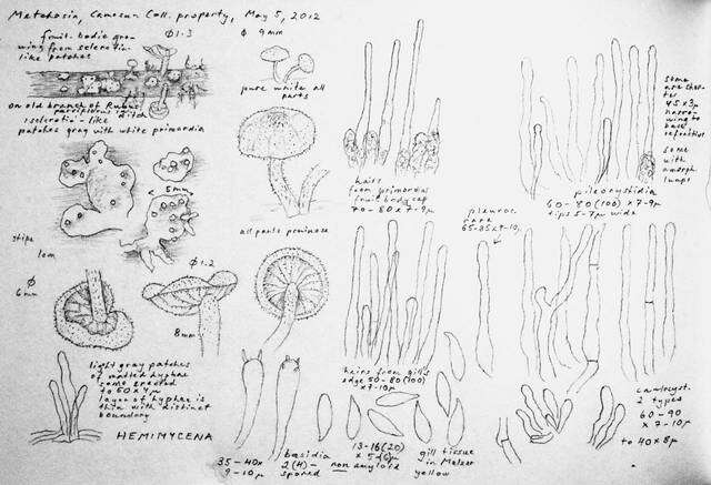 Plancia ëd Marasmiellus