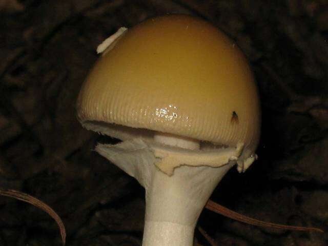 Image of Amanita velatipes G. F. Atk. 1900