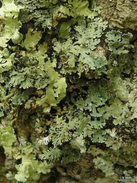 Image of anzia lichen