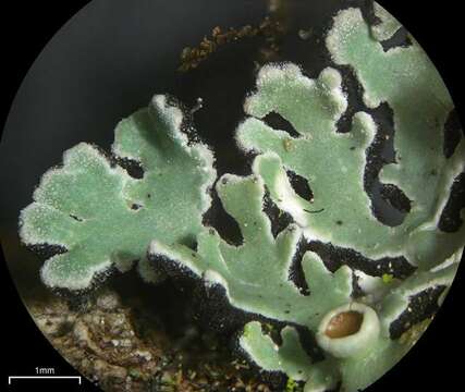 Image of anzia lichen
