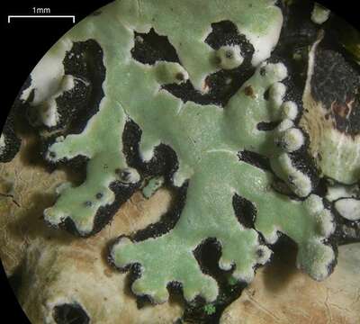 Image of anzia lichen