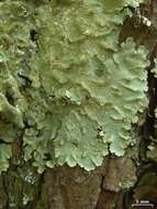 Image of canoparmelia lichen