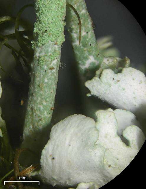 Cladonia ochrochlora Flörke的圖片