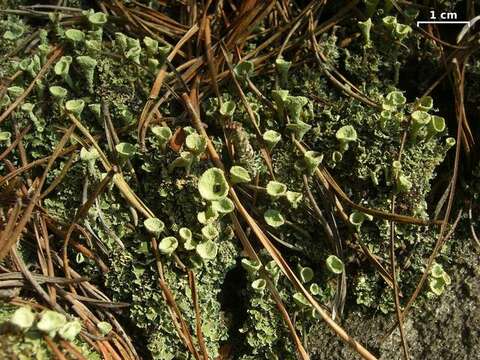 Image of cup lichen