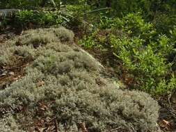 Слика од Cladonia rangiferina (L.) Weber ex F. H. Wigg.