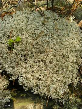 Image of Reindeer lichen