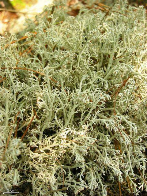 Слика од Cladonia rangiferina (L.) Weber ex F. H. Wigg.