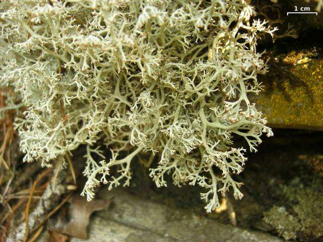 Слика од Cladonia rangiferina (L.) Weber ex F. H. Wigg.