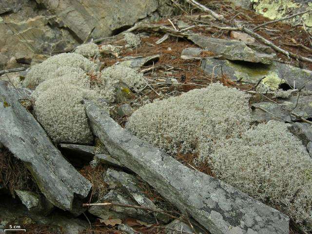 Слика од Cladonia rangiferina (L.) Weber ex F. H. Wigg.