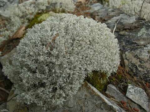 Image of Reindeer lichen