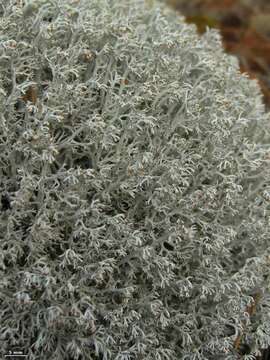 Image of Reindeer lichen