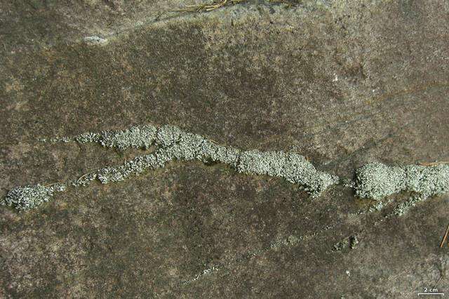 Image of Cladonia stipitata Lendemer & B. P. Hodk.