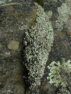 Image of Cladonia stipitata Lendemer & B. P. Hodk.