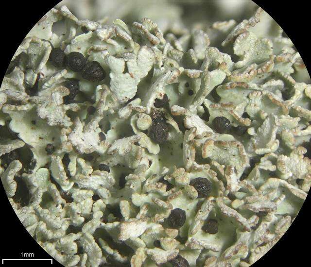 Image of Cladonia stipitata Lendemer & B. P. Hodk.