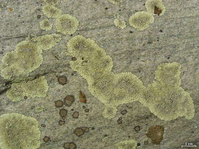 Image of mountain lichen