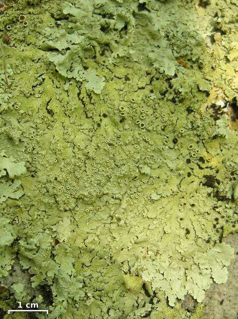 Image of flavoparmelia lichen