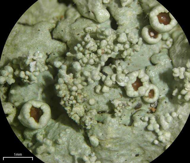 Image of flavoparmelia lichen