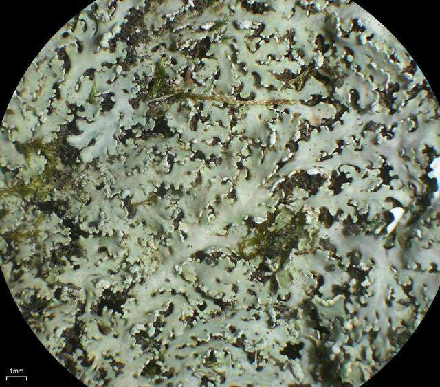 Image of shield lichen