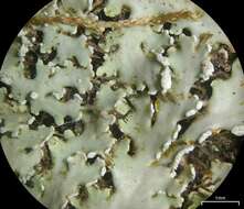 Image of shield lichen