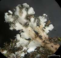 Image of shield lichen