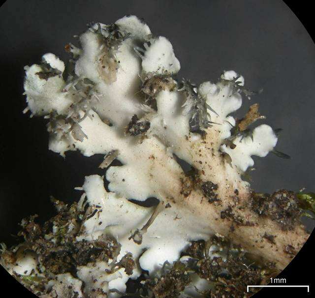 Image of shield lichen