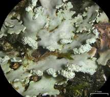 Image of shield lichen