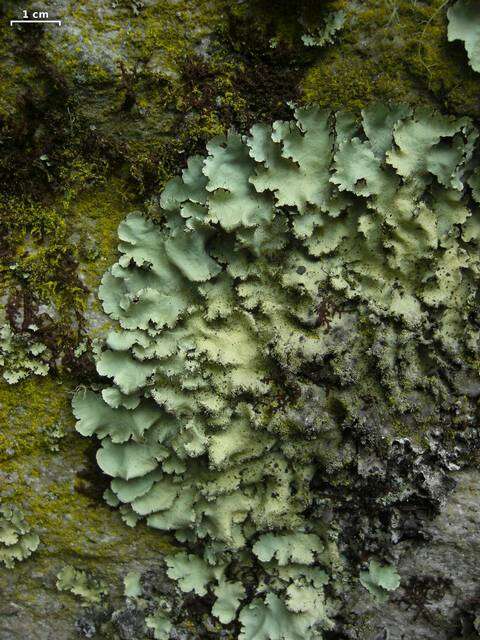 Image of Madagascar parmotrema lichen