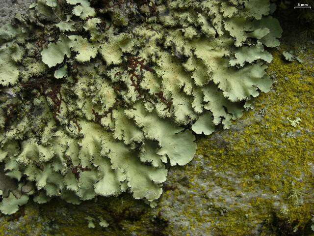 Image of Madagascar parmotrema lichen