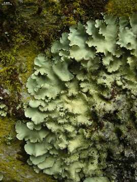 Image of Madagascar parmotrema lichen