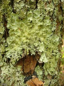 Image of Madagascar parmotrema lichen