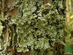 Image of Melliss' parmotrema lichen