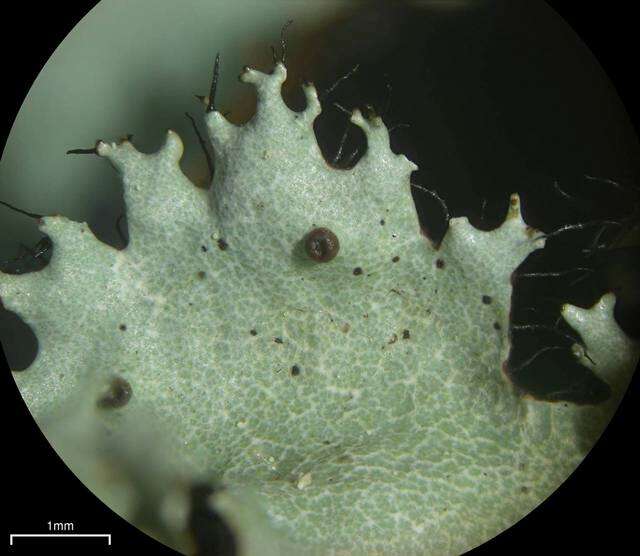 Image of Parmotrema subisidiosum (Müll. Arg.) Hale