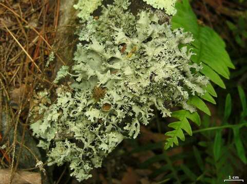 Image of Michaux's parmotrema lichen