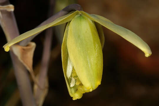 Image of Albuca juncifolia Baker