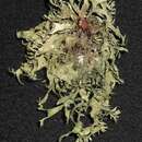 Imagem de <i>Ramalina culbersoniorum</i>