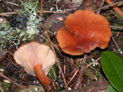 Image of Lactarius rubidus (Hesler & A. H. Sm.) Methven 2013