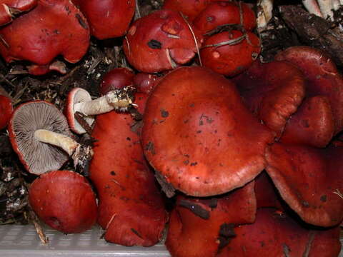 Image of Leratiomyces